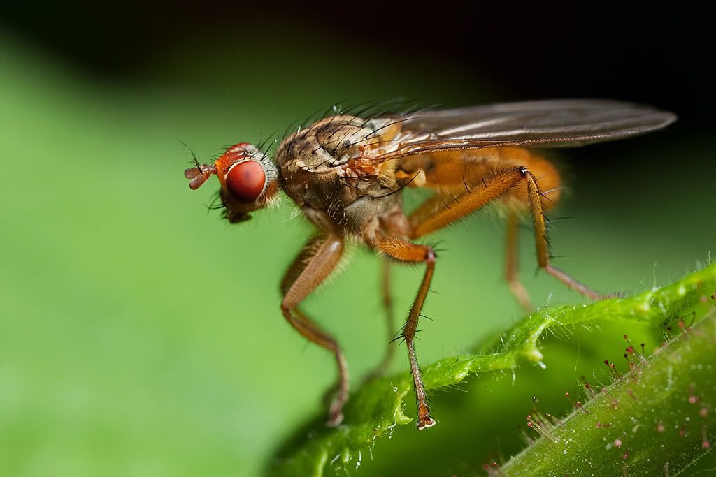 IMAGE: http://i72.photobucket.com/albums/i192/garlicpickle/Canon/lr1small-3827.jpg