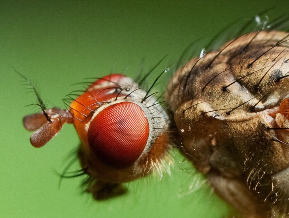 IMAGE: http://i72.photobucket.com/albums/i192/garlicpickle/Canon/lr1small-3827crop.jpg