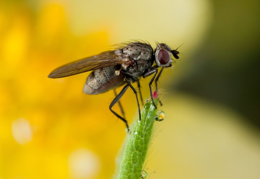 IMAGE: http://i72.photobucket.com/albums/i192/garlicpickle/Canon/lr1small-4.jpg