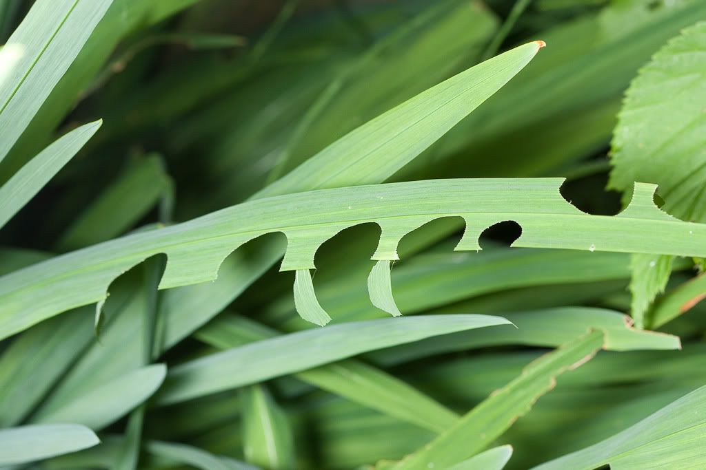 IMAGE: http://i72.photobucket.com/albums/i192/garlicpickle/Canon/lr1small-4071.jpg