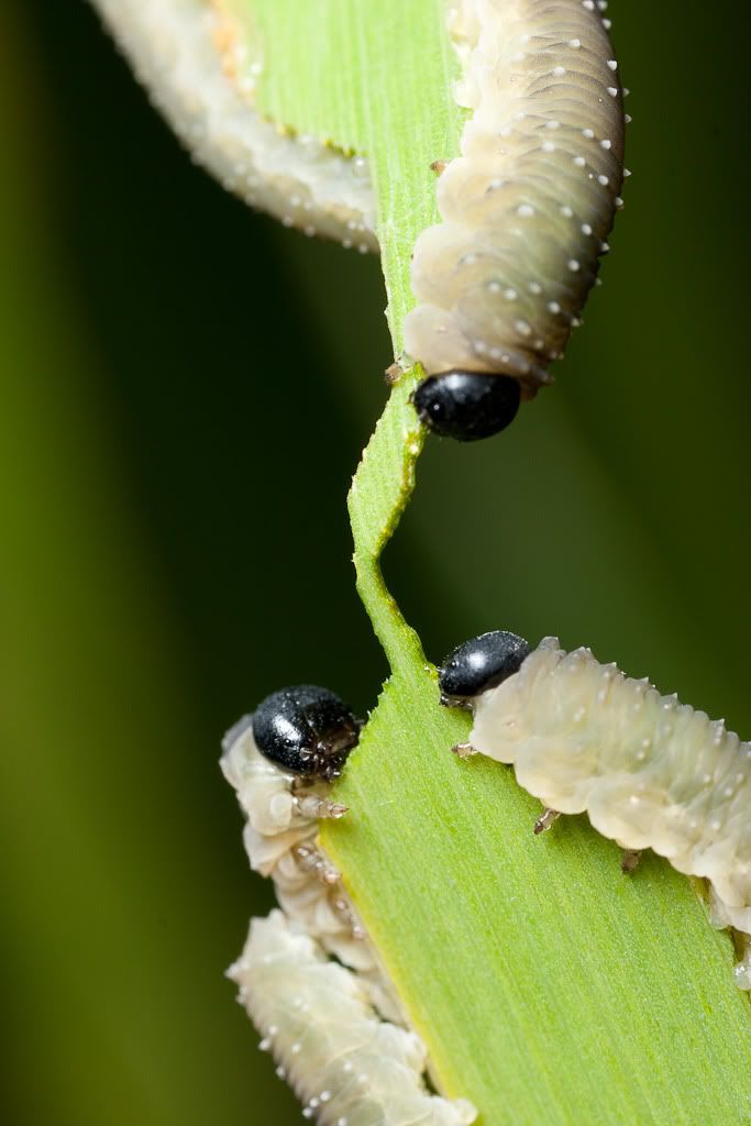 IMAGE: http://i72.photobucket.com/albums/i192/garlicpickle/Canon/lr1small-4097.jpg