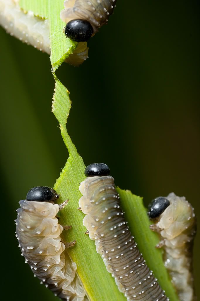 IMAGE: http://i72.photobucket.com/albums/i192/garlicpickle/Canon/lr1small-4099.jpg