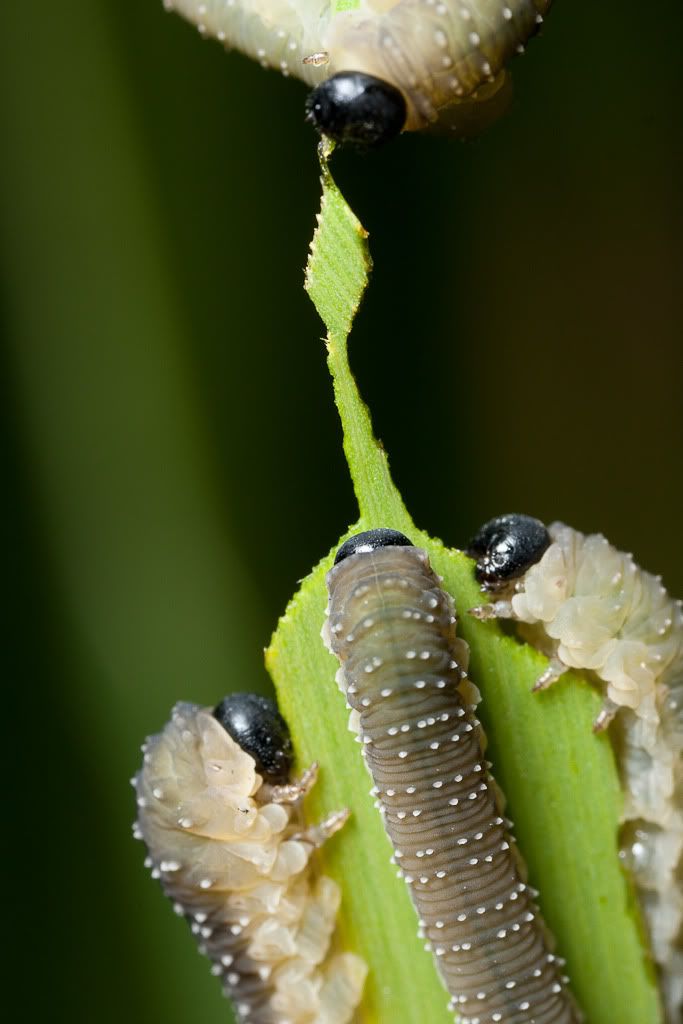 IMAGE: http://i72.photobucket.com/albums/i192/garlicpickle/Canon/lr1small-4100.jpg