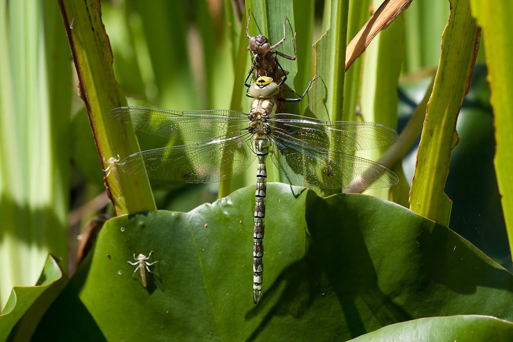 IMAGE: http://i72.photobucket.com/albums/i192/garlicpickle/Canon/lr1small-4237.jpg