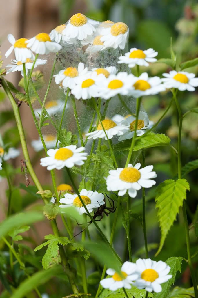 IMAGE: http://i72.photobucket.com/albums/i192/garlicpickle/Canon/lr1small-4281.jpg