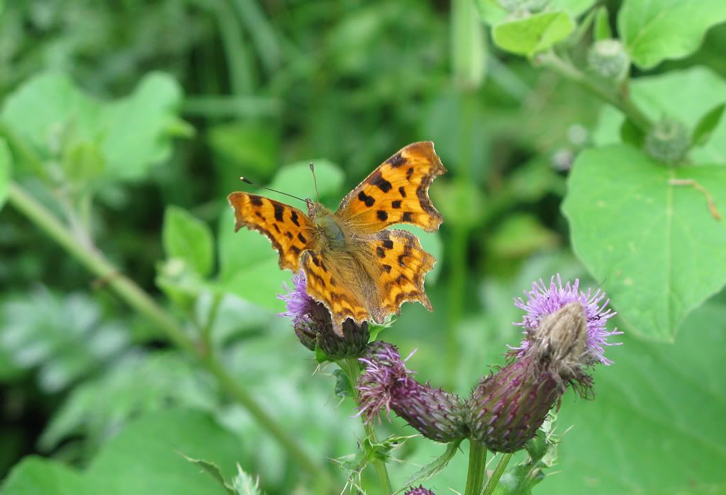 IMAGE: http://i72.photobucket.com/albums/i192/garlicpickle/Canon/lr1small-4492.jpg