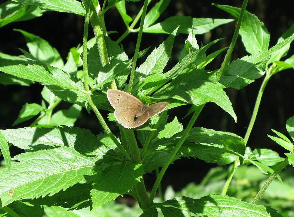 IMAGE: http://i72.photobucket.com/albums/i192/garlicpickle/Canon/lr1small-4497.jpg