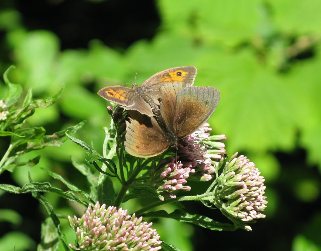 IMAGE: http://i72.photobucket.com/albums/i192/garlicpickle/Canon/lr1small-4499.jpg