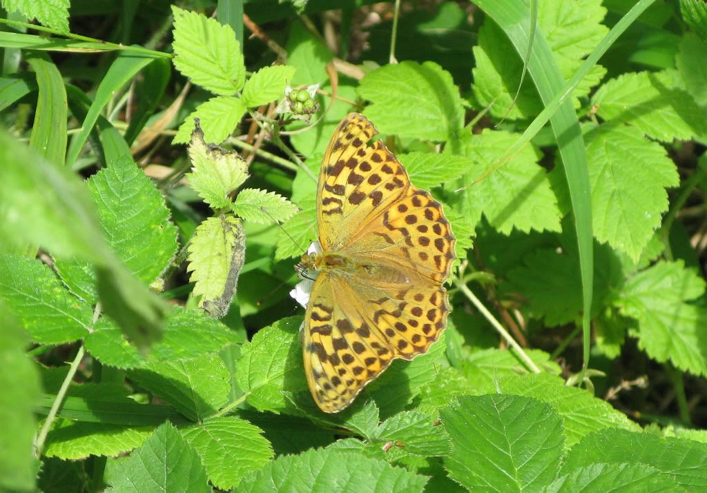 IMAGE: http://i72.photobucket.com/albums/i192/garlicpickle/Canon/lr1small-4500.jpg