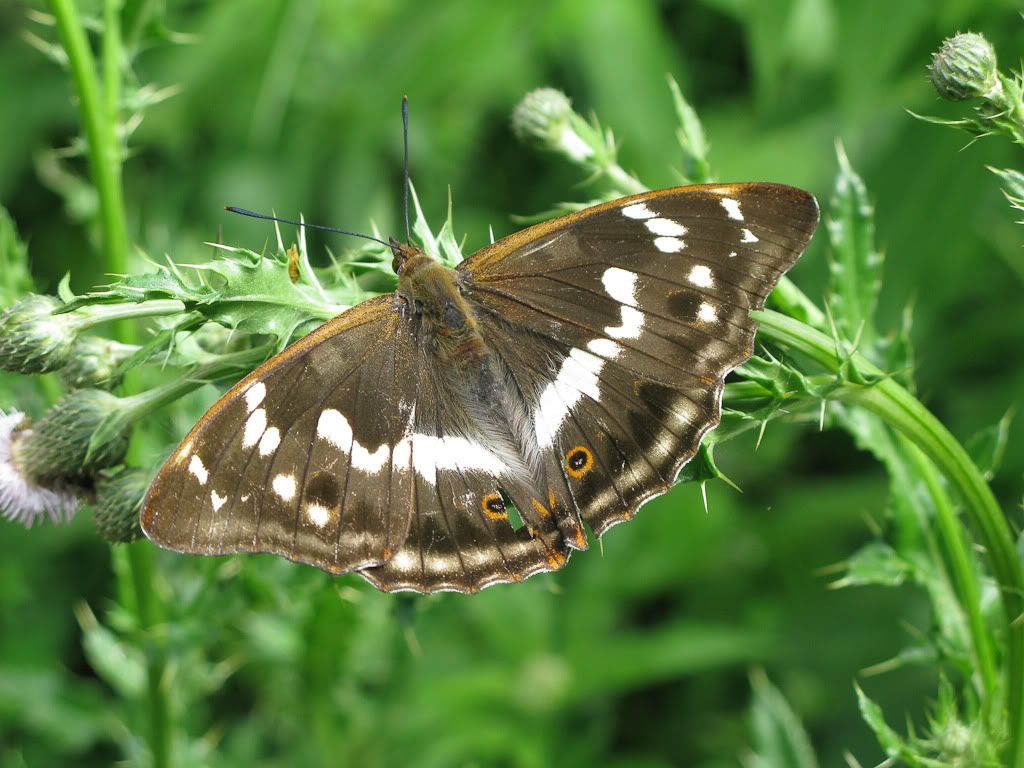 IMAGE: http://i72.photobucket.com/albums/i192/garlicpickle/Canon/lr1small-4506.jpg