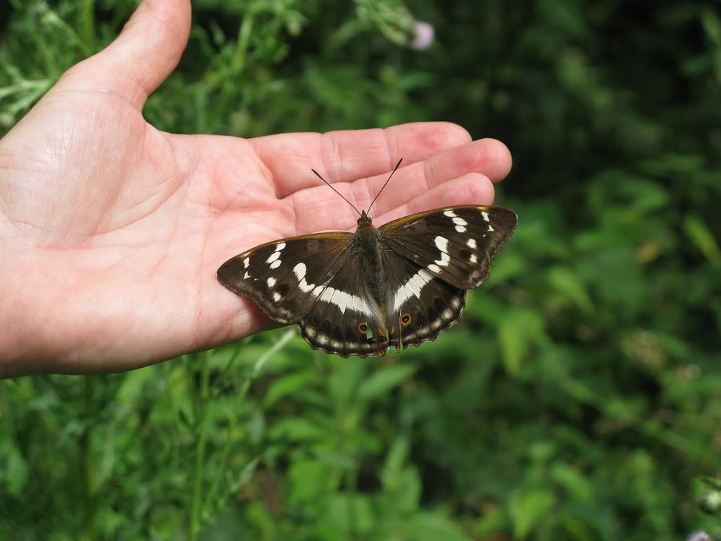 IMAGE: http://i72.photobucket.com/albums/i192/garlicpickle/Canon/lr1small-4507.jpg