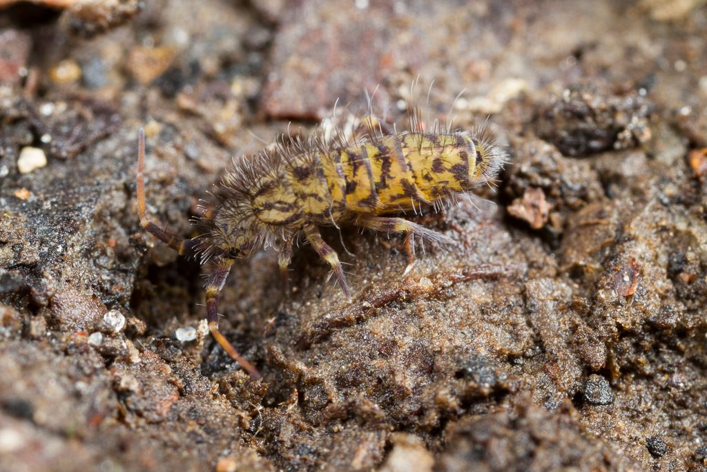 IMAGE: http://i72.photobucket.com/albums/i192/garlicpickle/Canon/lr1small-5728_zps34d41331.jpg