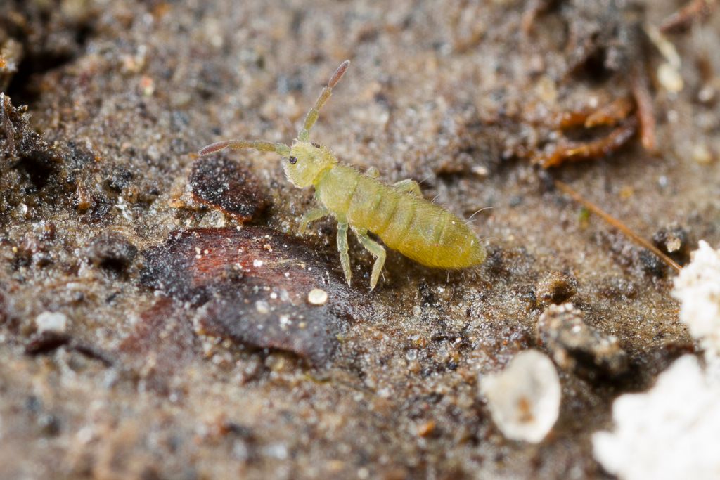 IMAGE: http://i72.photobucket.com/albums/i192/garlicpickle/Canon/lr1small-5733_zpse58beeca.jpg