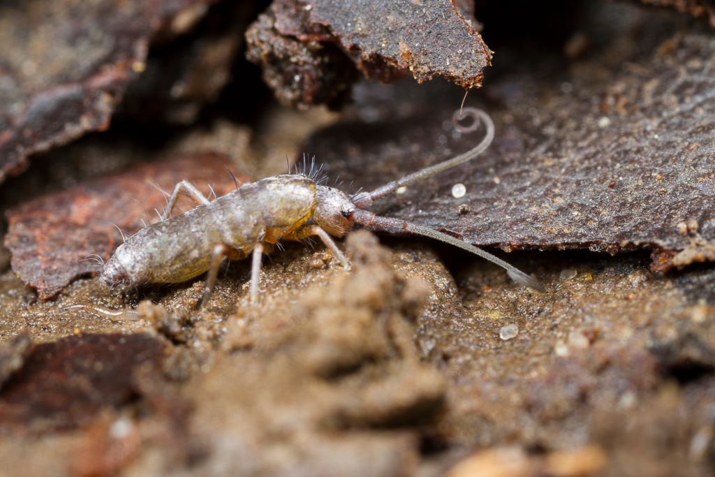 IMAGE: http://i72.photobucket.com/albums/i192/garlicpickle/Canon/lr1small-5756_zps6b241ad3.jpg