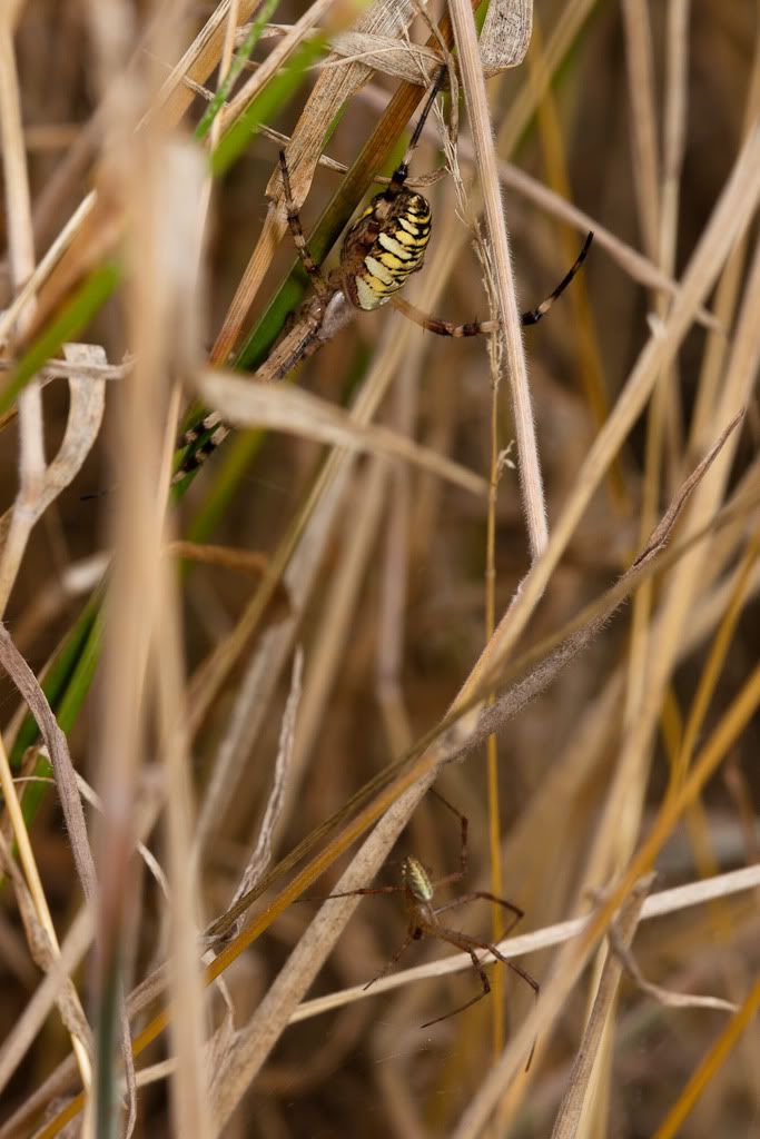 IMAGE: http://i72.photobucket.com/albums/i192/garlicpickle/Canon/lr1small-5940.jpg