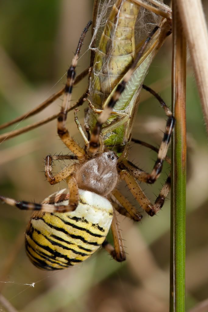 IMAGE: http://i72.photobucket.com/albums/i192/garlicpickle/Canon/lr1small-5974.jpg