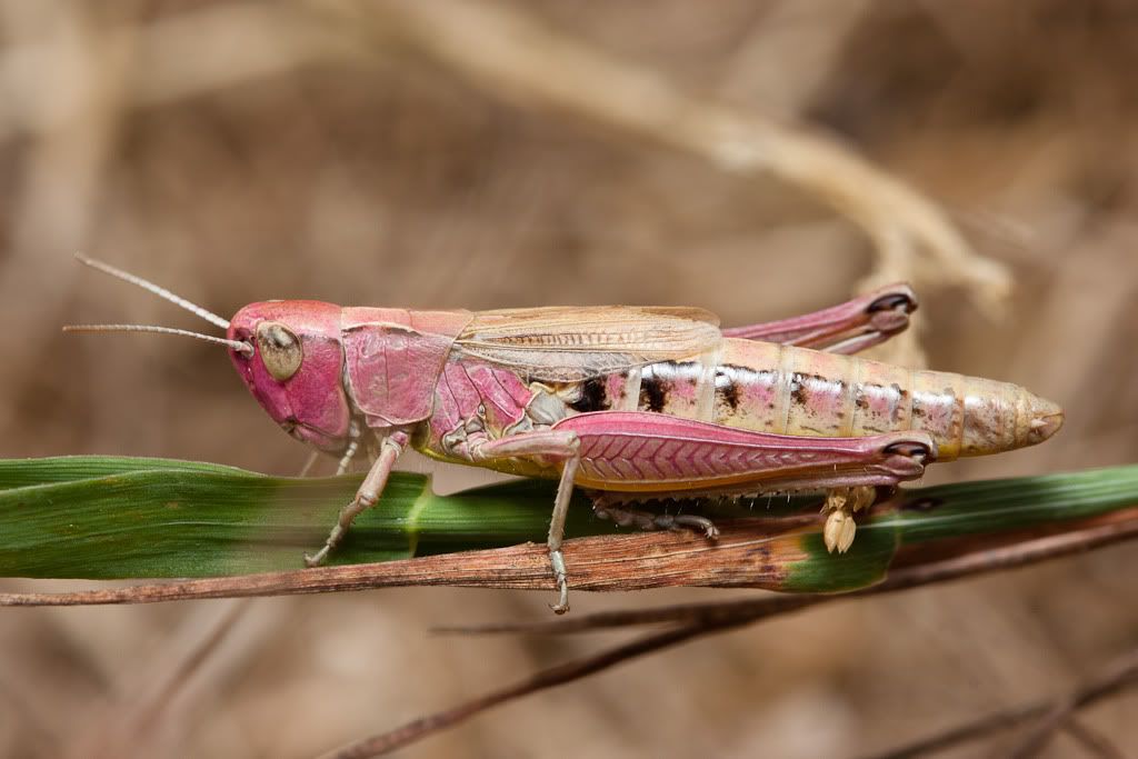 IMAGE: http://i72.photobucket.com/albums/i192/garlicpickle/Canon/lr1small-5988.jpg