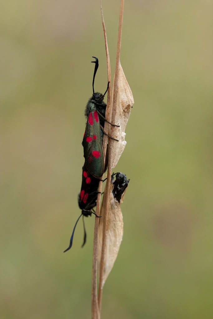 IMAGE: http://i72.photobucket.com/albums/i192/garlicpickle/Canon/lr1small-6032.jpg