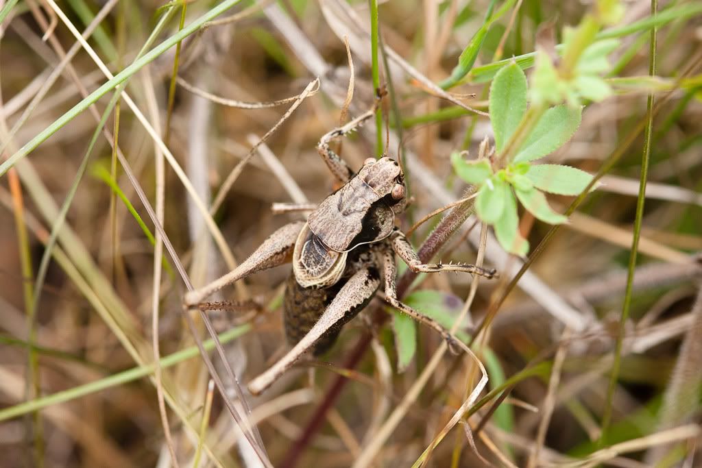 IMAGE: http://i72.photobucket.com/albums/i192/garlicpickle/Canon/lr1small-6042.jpg