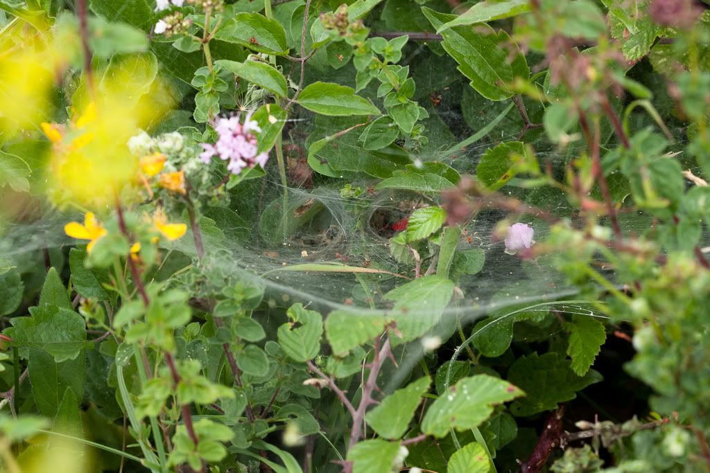 IMAGE: http://i72.photobucket.com/albums/i192/garlicpickle/Canon/lr1small-6046.jpg