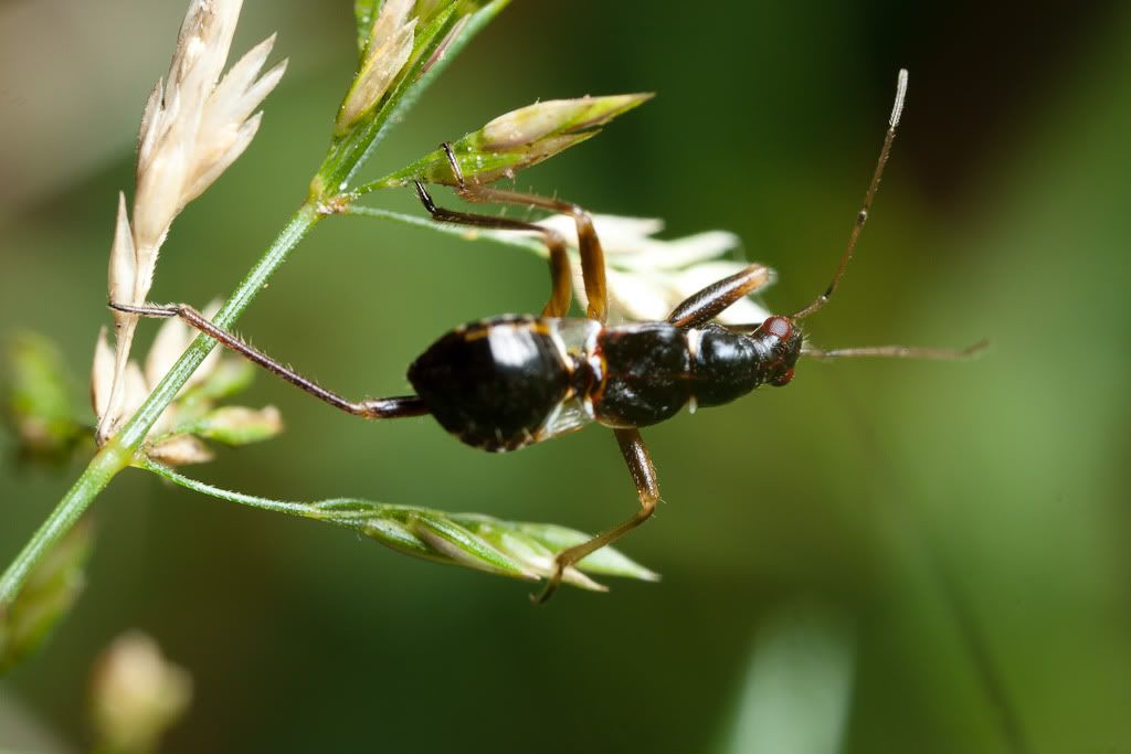 IMAGE: http://i72.photobucket.com/albums/i192/garlicpickle/Canon/lr1small-6074.jpg