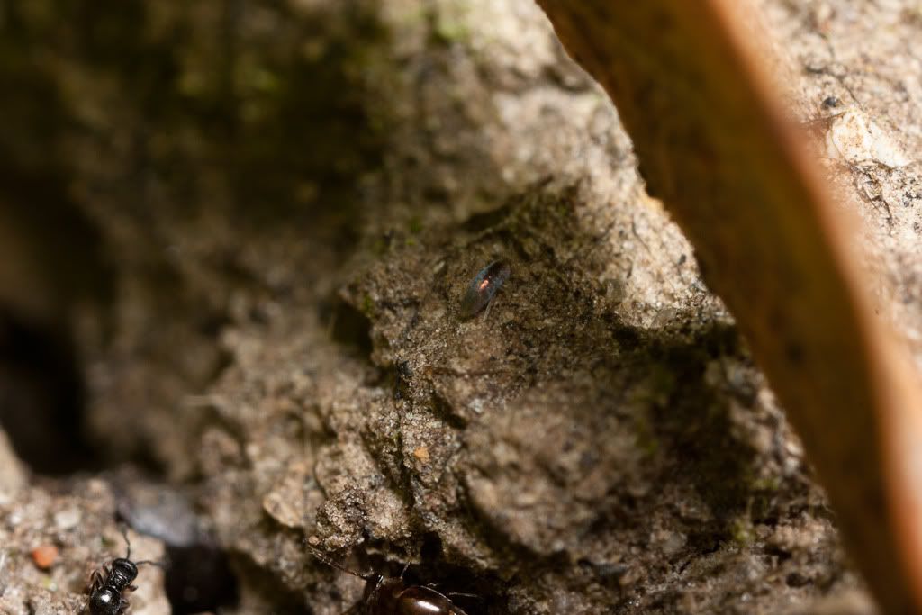 IMAGE: http://i72.photobucket.com/albums/i192/garlicpickle/Canon/lr1small-6082.jpg