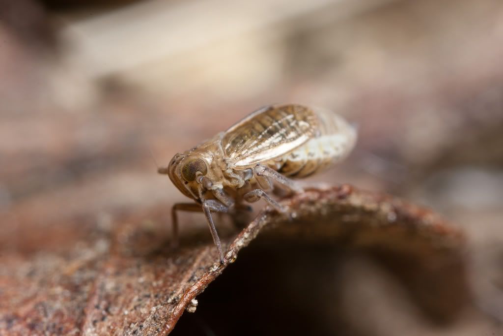 IMAGE: http://i72.photobucket.com/albums/i192/garlicpickle/Canon/lr1small-6087.jpg