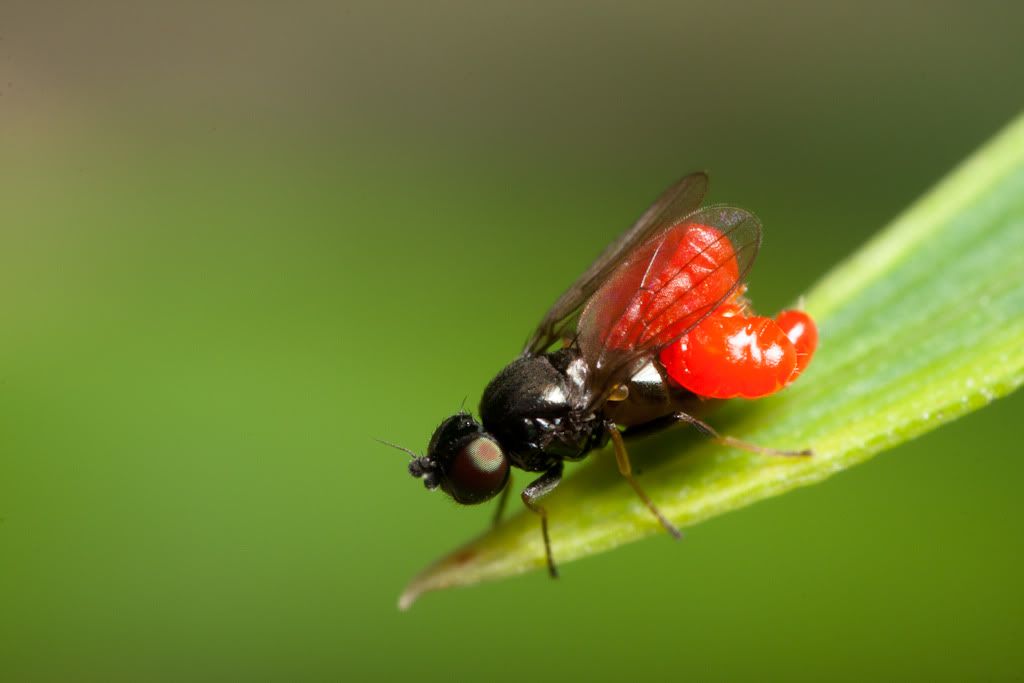 IMAGE: http://i72.photobucket.com/albums/i192/garlicpickle/Canon/lr1small-6095.jpg