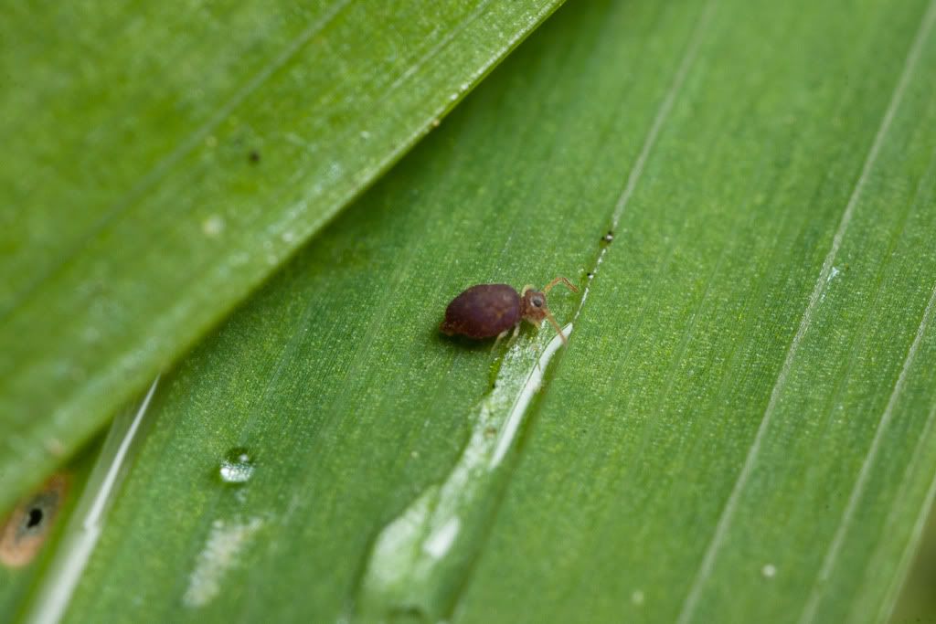 IMAGE: http://i72.photobucket.com/albums/i192/garlicpickle/Canon/lr1small-6098.jpg