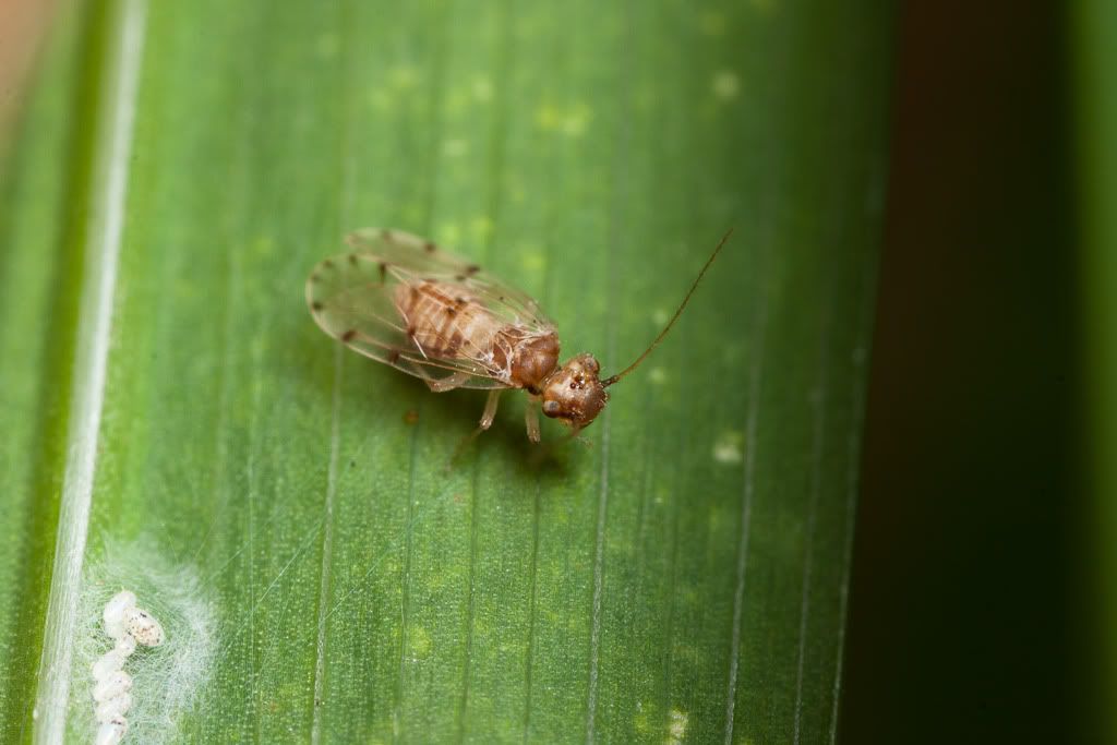 IMAGE: http://i72.photobucket.com/albums/i192/garlicpickle/Canon/lr1small-6103.jpg