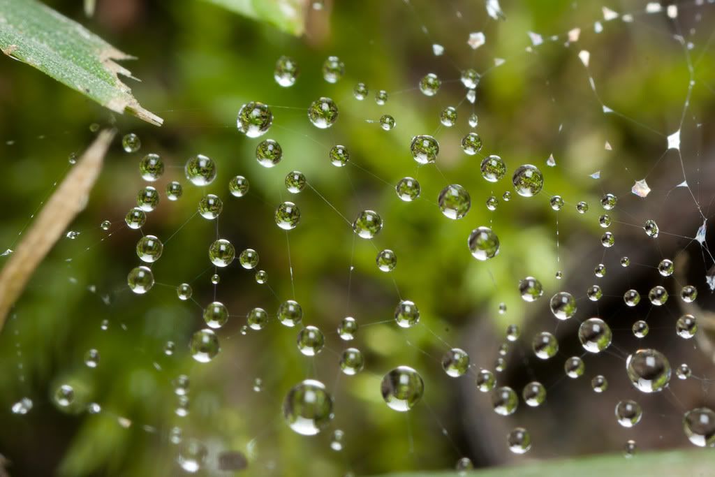 IMAGE: http://i72.photobucket.com/albums/i192/garlicpickle/Canon/lr1small-6208.jpg