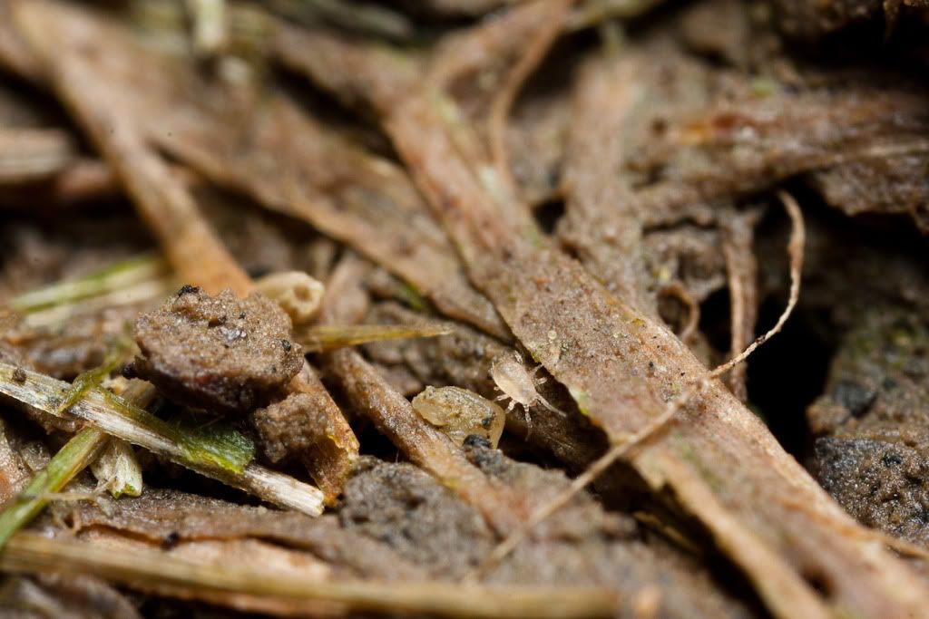 IMAGE: http://i72.photobucket.com/albums/i192/garlicpickle/Canon/lr1small-6228.jpg