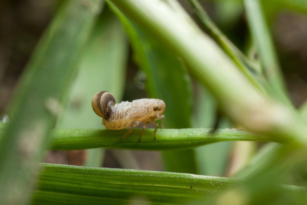 IMAGE: http://i72.photobucket.com/albums/i192/garlicpickle/Canon/lr1small-6272.jpg