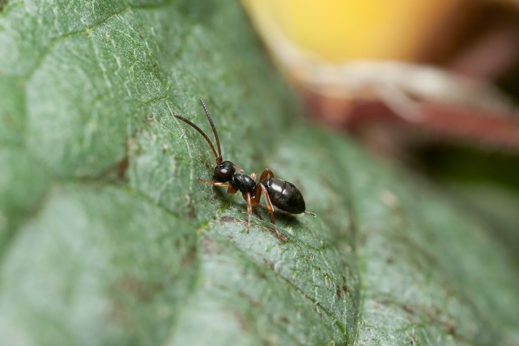 IMAGE: http://i72.photobucket.com/albums/i192/garlicpickle/Canon/lr1small-6290.jpg