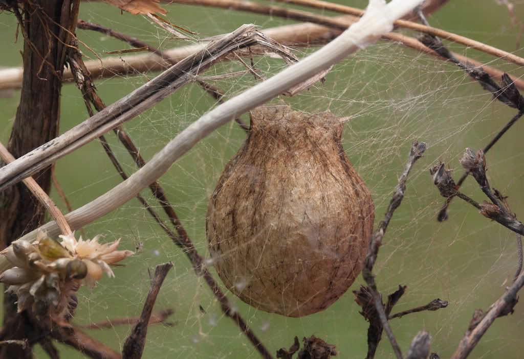 IMAGE: http://i72.photobucket.com/albums/i192/garlicpickle/Canon/lr1small-6294.jpg