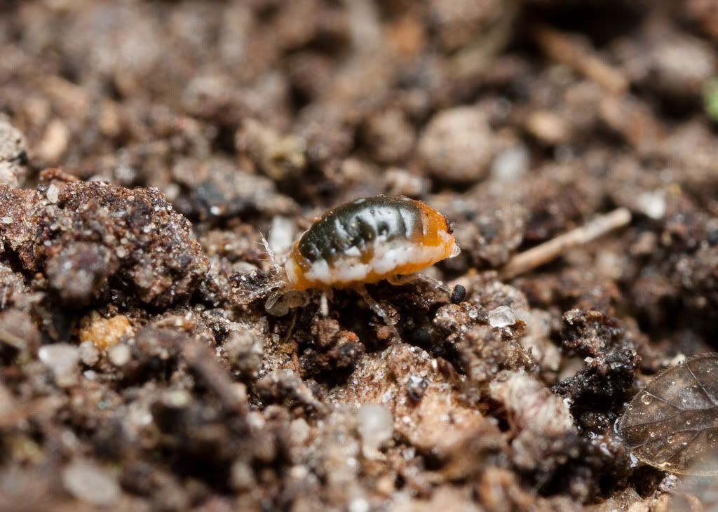 IMAGE: http://i72.photobucket.com/albums/i192/garlicpickle/Canon/lr1small-6359.jpg