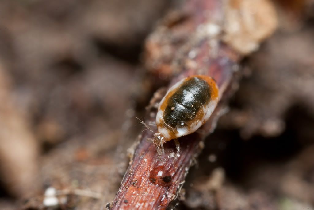 IMAGE: http://i72.photobucket.com/albums/i192/garlicpickle/Canon/lr1small-6360.jpg