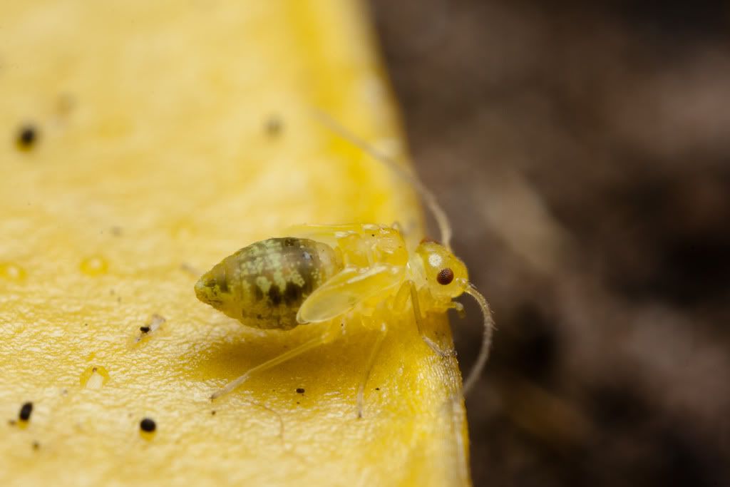 IMAGE: http://i72.photobucket.com/albums/i192/garlicpickle/Canon/lr1small-6368.jpg