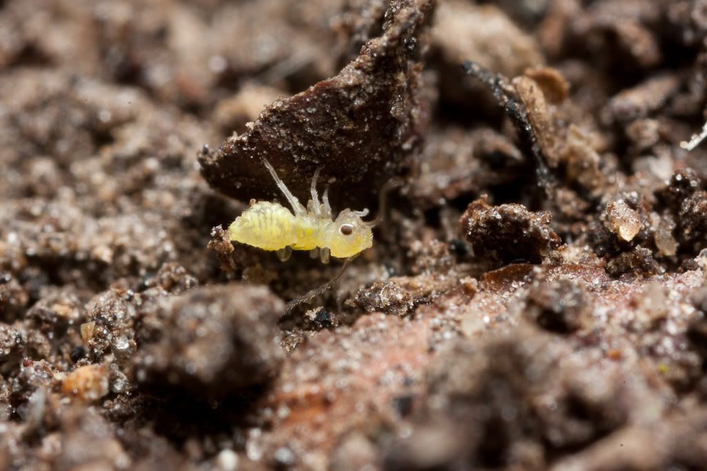 IMAGE: http://i72.photobucket.com/albums/i192/garlicpickle/Canon/lr1small-6371.jpg