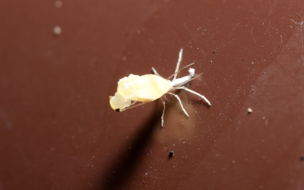 IMAGE: http://i72.photobucket.com/albums/i192/garlicpickle/Canon/lr1small-6373.jpg