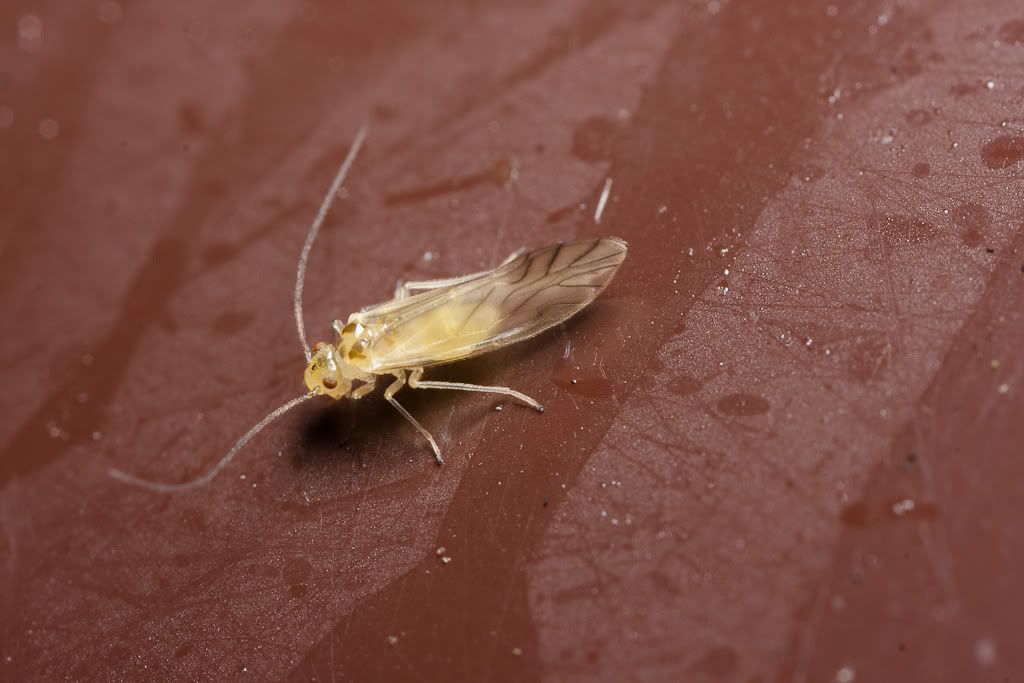 IMAGE: http://i72.photobucket.com/albums/i192/garlicpickle/Canon/lr1small-6374.jpg