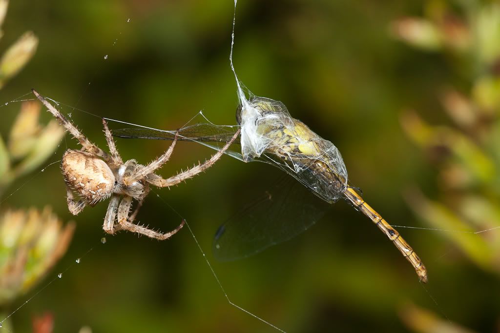 IMAGE: http://i72.photobucket.com/albums/i192/garlicpickle/Canon/lr1small-6376.jpg