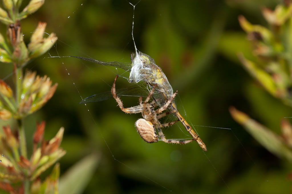 IMAGE: http://i72.photobucket.com/albums/i192/garlicpickle/Canon/lr1small-6380.jpg