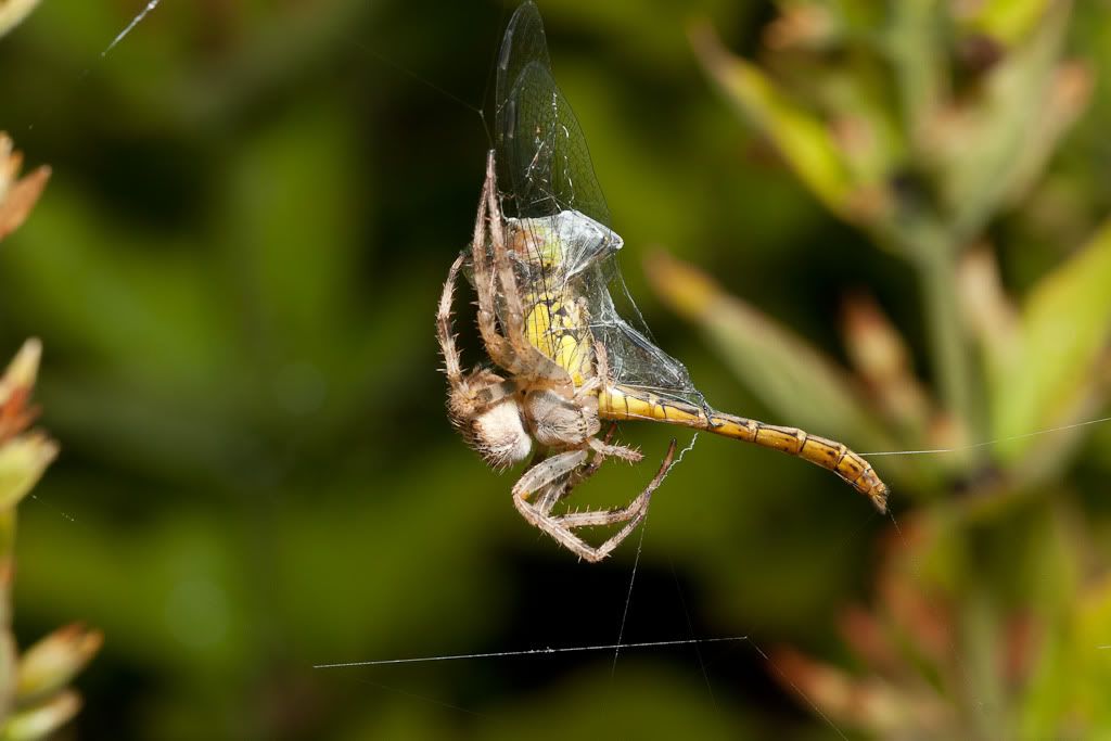 IMAGE: http://i72.photobucket.com/albums/i192/garlicpickle/Canon/lr1small-6383.jpg