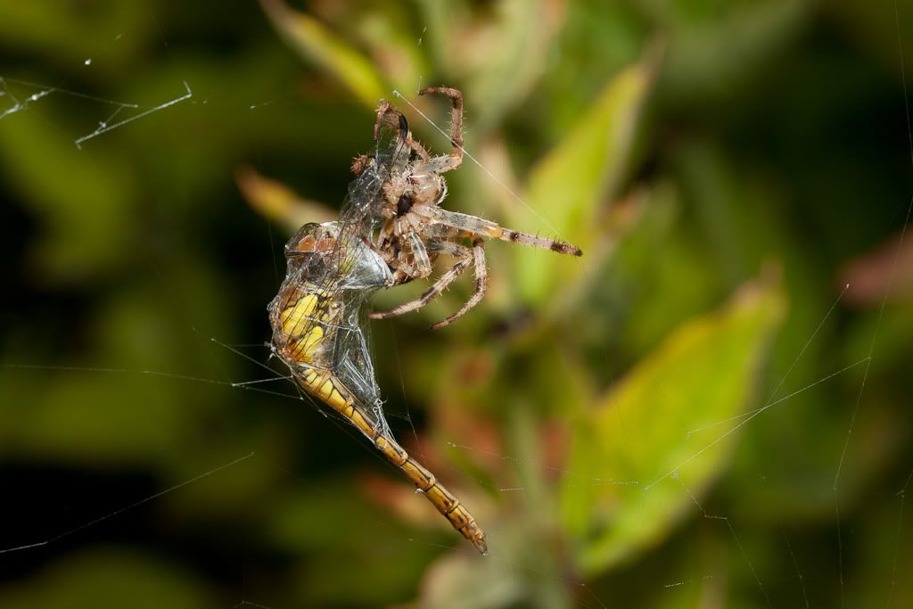 IMAGE: http://i72.photobucket.com/albums/i192/garlicpickle/Canon/lr1small-6388.jpg