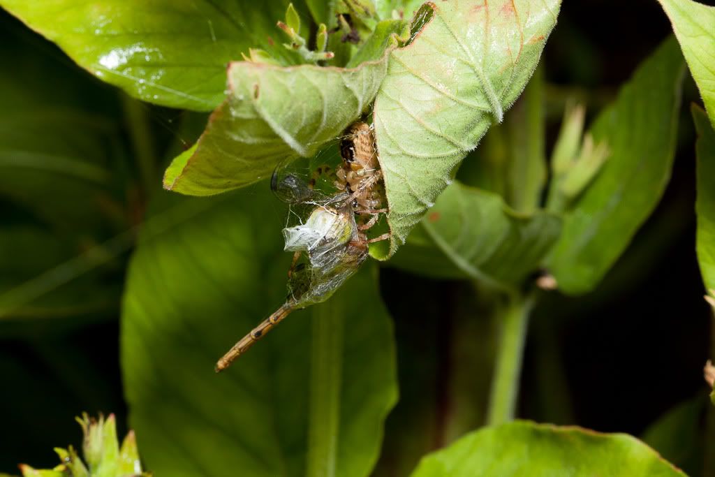 IMAGE: http://i72.photobucket.com/albums/i192/garlicpickle/Canon/lr1small-6391.jpg