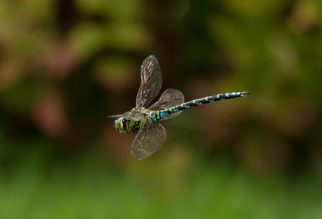 IMAGE: http://i72.photobucket.com/albums/i192/garlicpickle/Canon/lr1small-6461.jpg