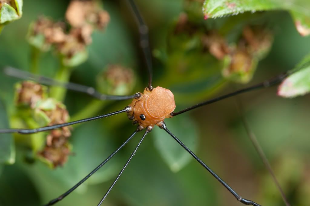 IMAGE: http://i72.photobucket.com/albums/i192/garlicpickle/Canon/lr1small-6504.jpg