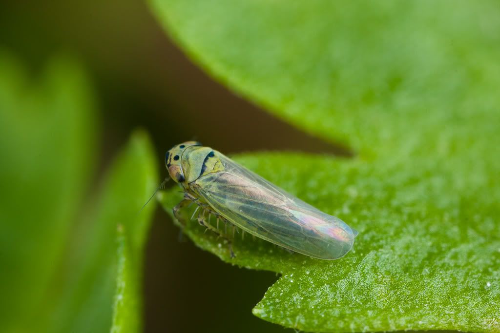 IMAGE: http://i72.photobucket.com/albums/i192/garlicpickle/Canon/lr1small-6516.jpg