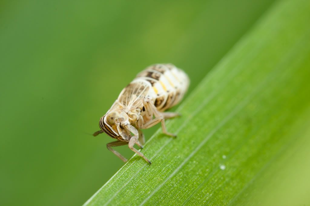 IMAGE: http://i72.photobucket.com/albums/i192/garlicpickle/Canon/lr1small-6536.jpg